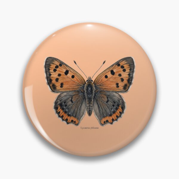 Item preview, The Small Copper: Lycaena Phlaeas Entomological Specimen Art designed and sold by FreiherrPK.
