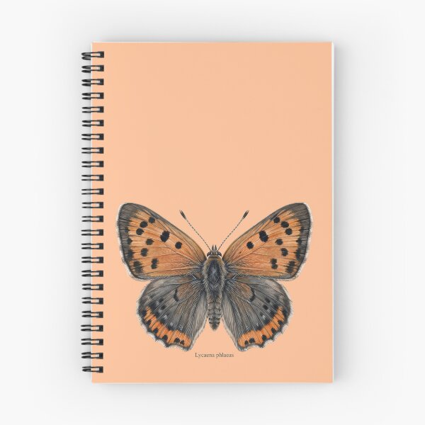 Item preview, The Small Copper: Lycaena Phlaeas Entomological Specimen Art designed and sold by FreiherrPK.