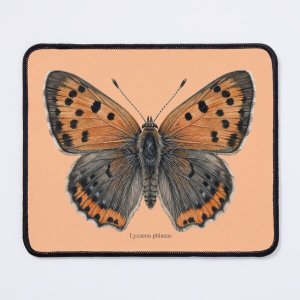 Item preview, The Small Copper: Lycaena Phlaeas Entomological Specimen Art designed and sold by FreiherrPK.