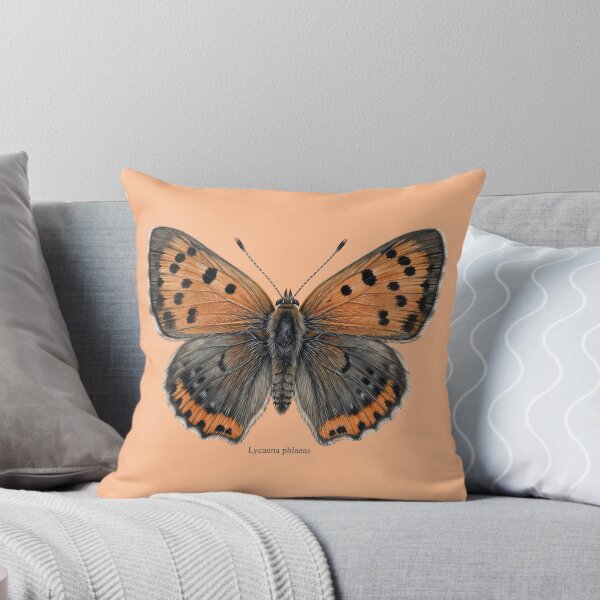 Item preview, The Small Copper: Lycaena Phlaeas Entomological Specimen Art designed and sold by FreiherrPK.