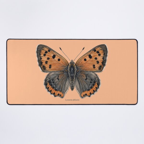 Item preview, The Small Copper: Lycaena Phlaeas Entomological Specimen Art designed and sold by FreiherrPK.