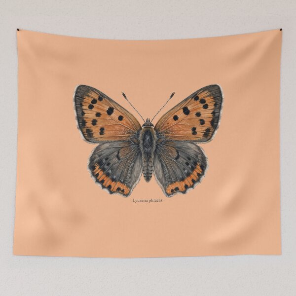 Item preview, The Small Copper: Lycaena Phlaeas Entomological Specimen Art designed and sold by FreiherrPK.