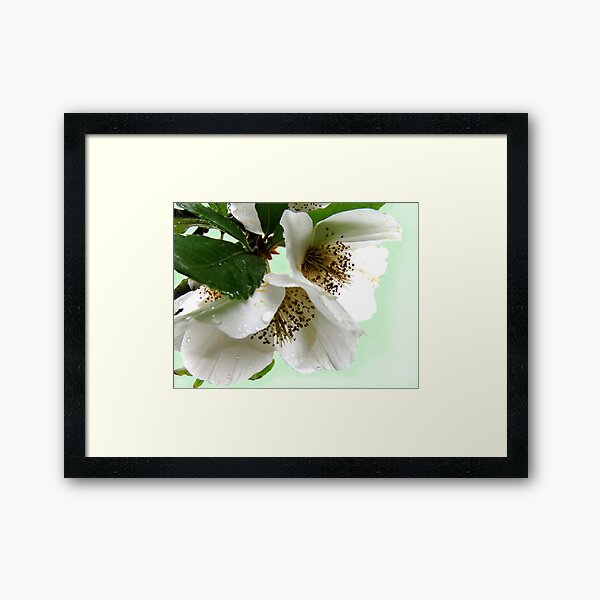 Item preview, Eucryphia flowers designed and sold by jacqi.