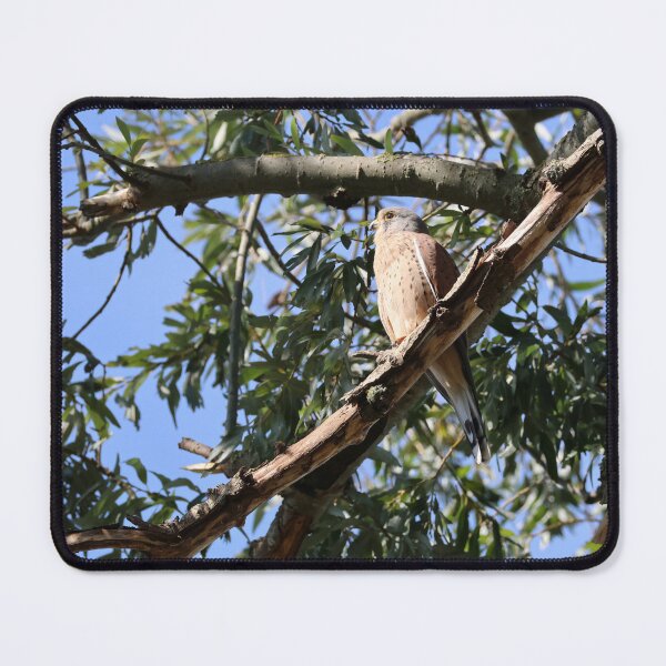 Item preview, Common kestrel in a tree designed and sold by nikkysDesigns.