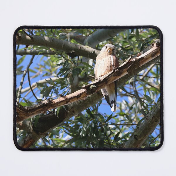 Item preview, kestrel staring at you designed and sold by nikkysDesigns.
