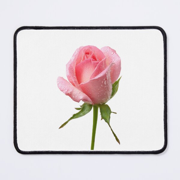 Item preview, Single pink rose designed and sold by MiraCleAI.