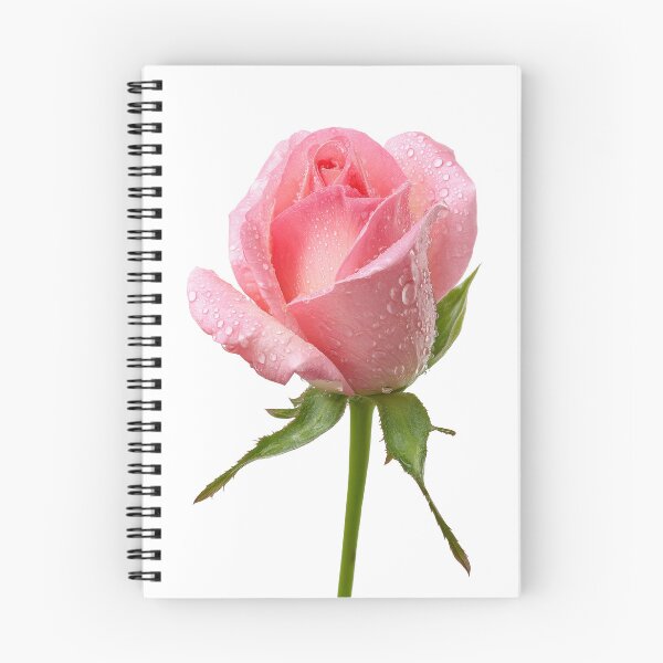 Item preview, Single pink rose  designed and sold by MiraCleAI.