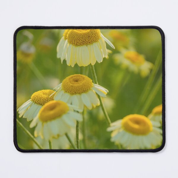 Item preview, Daisies designed and sold by maykgg.
