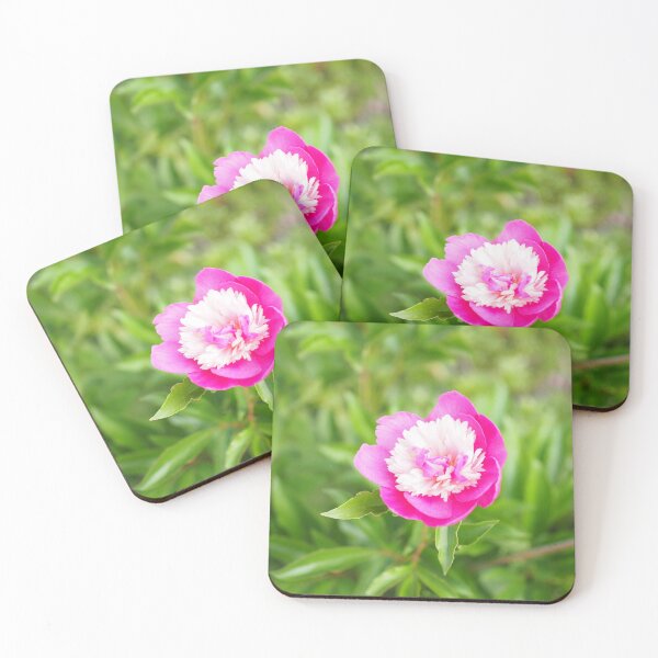 Item preview, Flores de un vibrante color rosa y blanco en plena floración. designed and sold by manbou-japan.