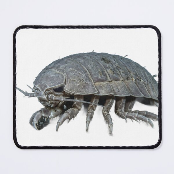 Item preview, Giant Isopod Bathynomus – Deep Sea Portrait designed and sold by Helt-enkelt.