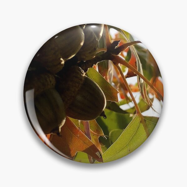 Item preview, Acorns, no filter photograph designed and sold by GiSilver.
