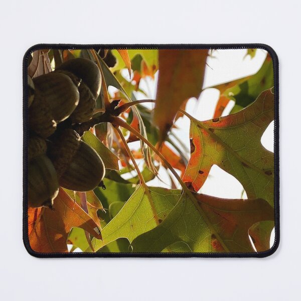 Item preview, Acorns, no filter photograph designed and sold by GiSilver.