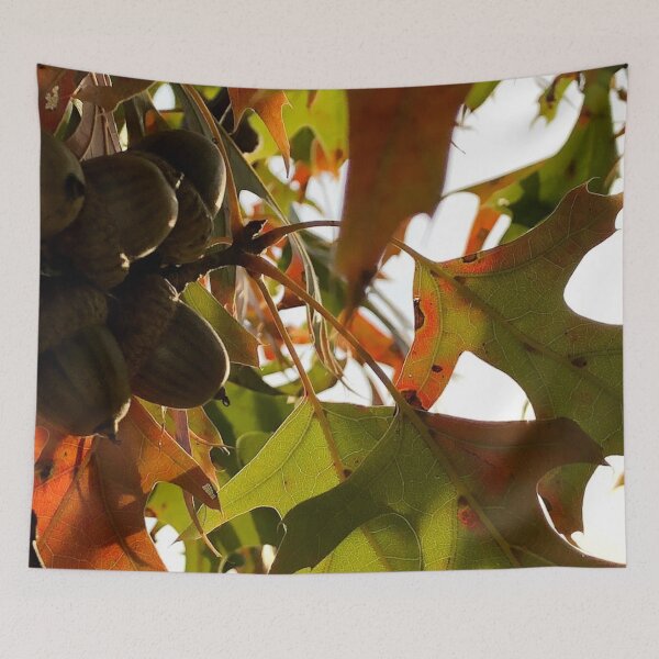 Item preview, Acorns, no filter photograph designed and sold by GiSilver.