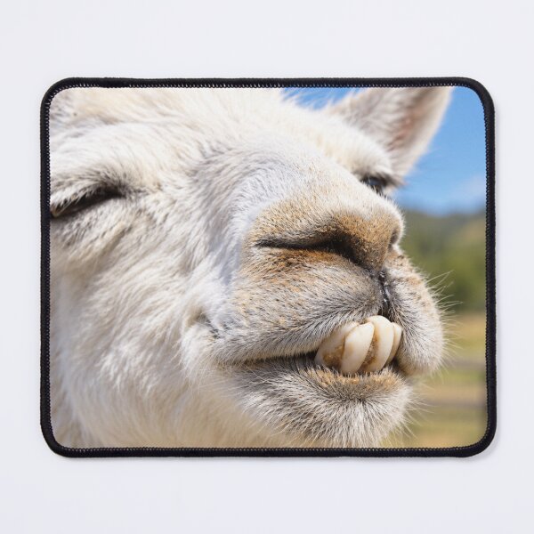 Item preview, Buck-Toothed Llama Grin designed and sold by Kimberly Palmer.