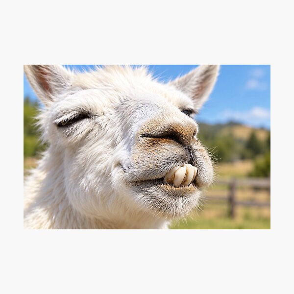 Item preview, Buck-Toothed Llama Grin designed and sold by Kimberly Palmer.