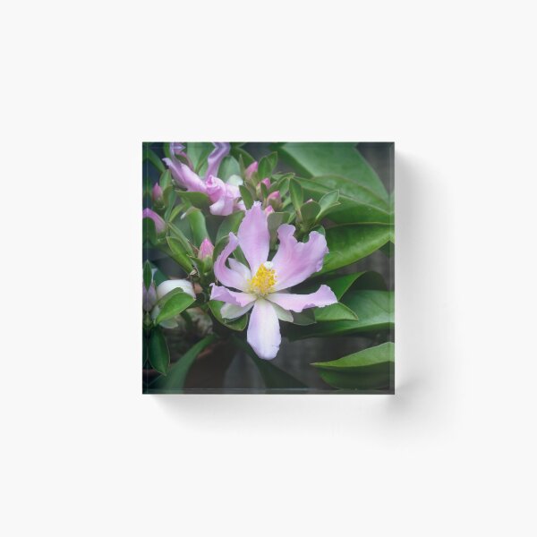 Item preview,  Pink Rose Cactus Pereskia  designed and sold by RichFrancoCars.