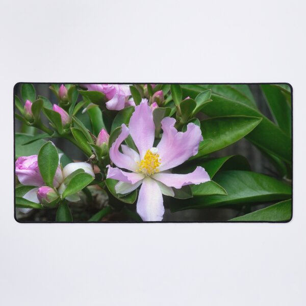 Item preview,  Pink Rose Cactus Pereskia  designed and sold by RichFrancoCars.