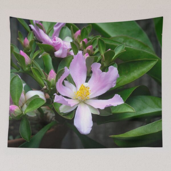 Item preview,  Pink Rose Cactus Pereskia  designed and sold by RichFrancoCars.