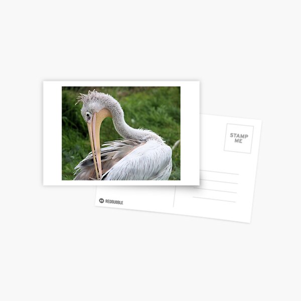 Preening Pelican Postcard