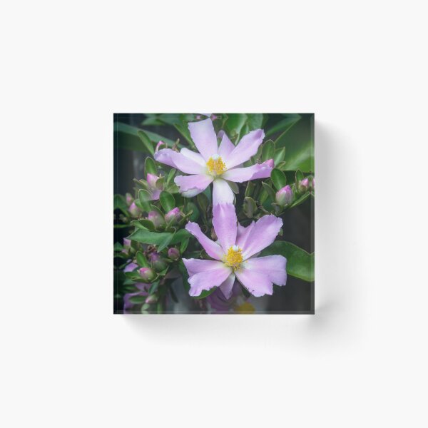 Item preview, Pink Rose Cactus Pereskia  designed and sold by RichFrancoCars.