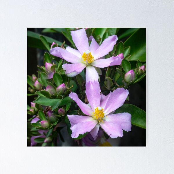 Item preview, Pink Rose Cactus Pereskia  designed and sold by RichFrancoCars.