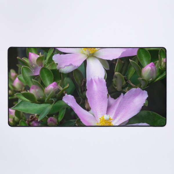 Item preview, Pink Rose Cactus Pereskia  designed and sold by RichFrancoCars.