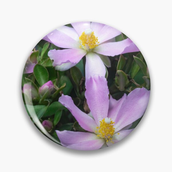 Item preview,  Pink Rose Cactus Pereskia  designed and sold by RichFrancoCars.