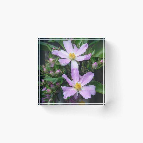 Item preview,  Pink Rose Cactus Pereskia  designed and sold by RichFrancoCars.