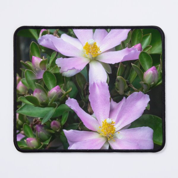 Item preview,  Pink Rose Cactus Pereskia  designed and sold by RichFrancoCars.