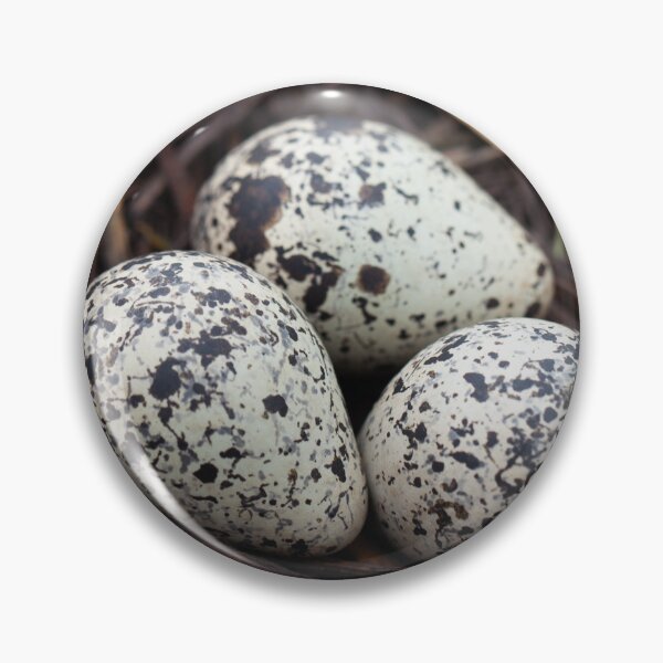 Item preview, 3 Killdeer Bird Eggs In A Nest designed and sold by design.by.porter.