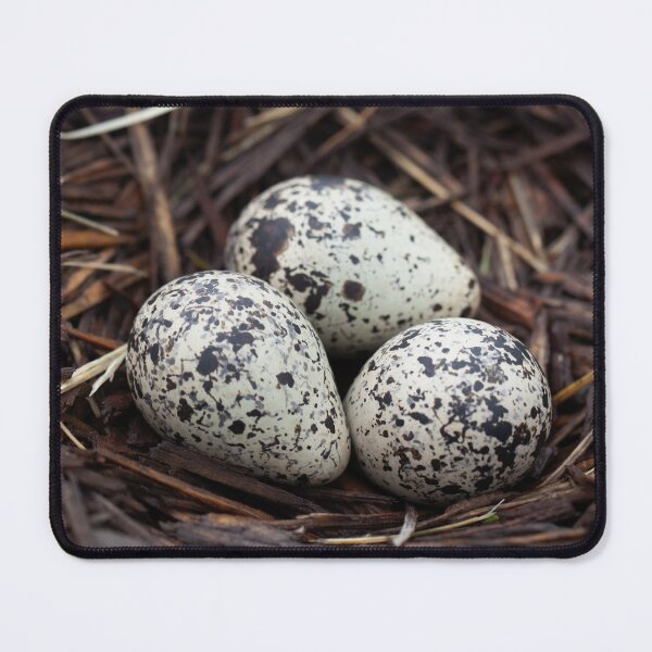Item preview, 3 Killdeer Bird Eggs In A Nest designed and sold by design.by.porter.