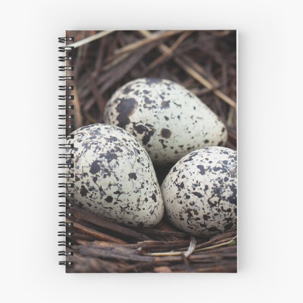 Item preview, 3 Killdeer Bird Eggs In A Nest designed and sold by design.by.porter.