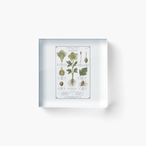 Item preview, Botanical Dissection Plate | Dark Academia Plant Anatomy Art | Botany Student Gift designed and sold by Brackenlume Studio.