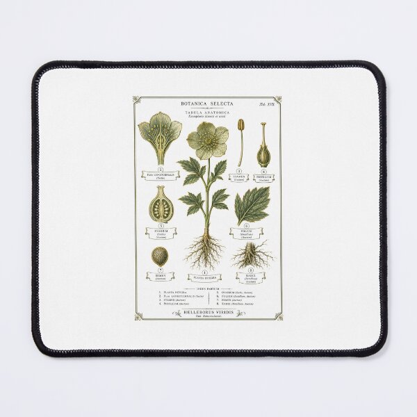 Item preview, Botanical Dissection Plate | Dark Academia Plant Anatomy Art | Botany Student Gift designed and sold by Brackenlume Studio.