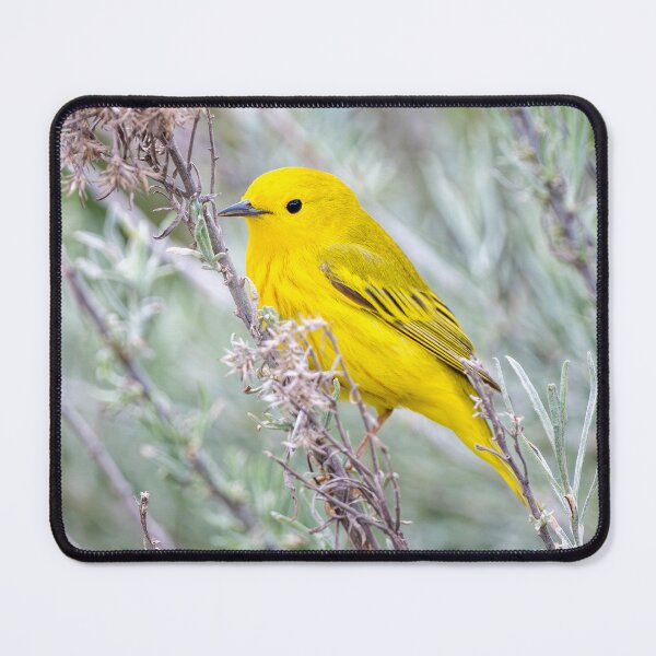 Item preview, Umptanum Yellow Warbler  designed and sold by DawsonImages.