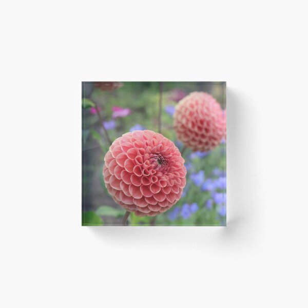 Artikelvorschau, Rosa Dahlie entworfen und verkauft von Thistle Images.