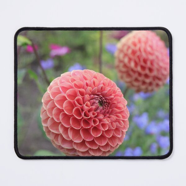 Item preview, Pink Dahlia designed and sold by Thistle Images.