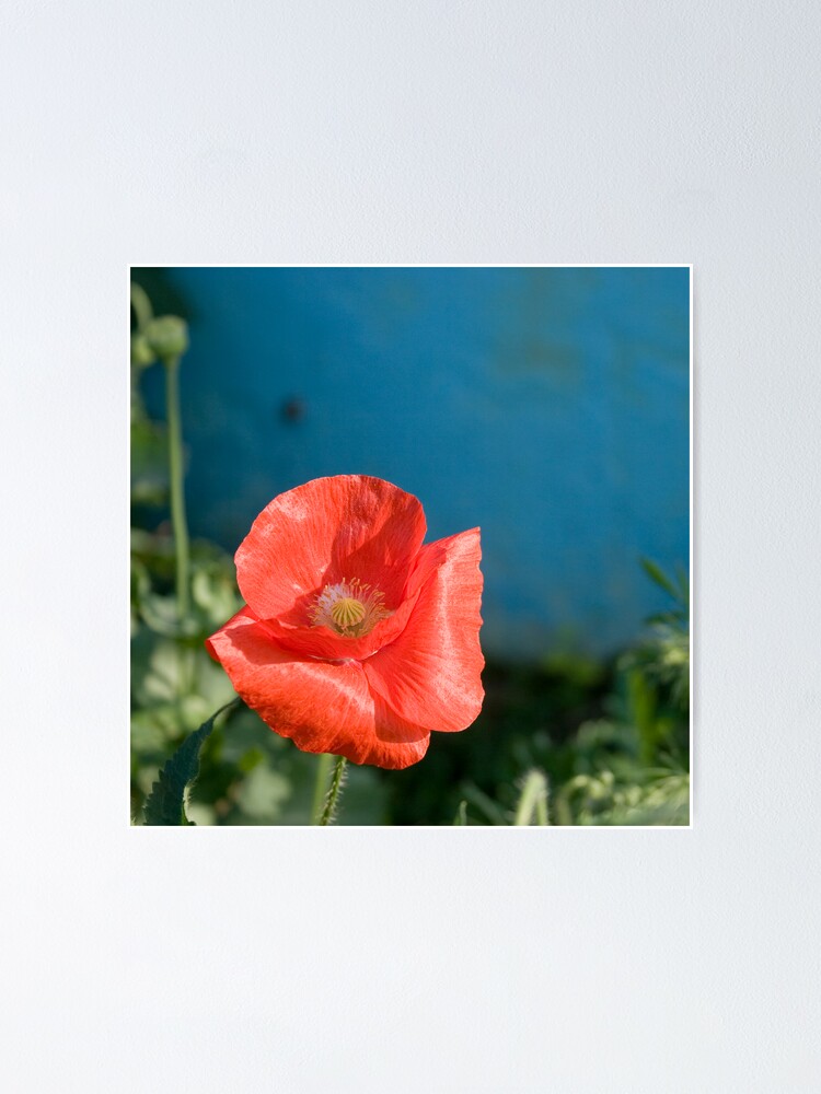 Thumbnail 1 of 3, Poster, poppy designed and sold by hellsbell.