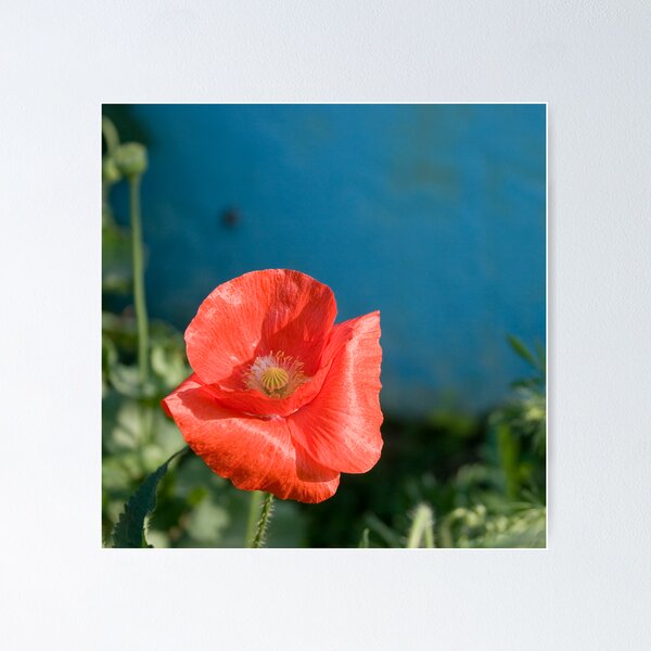 Item preview, poppy designed and sold by hellsbell.
