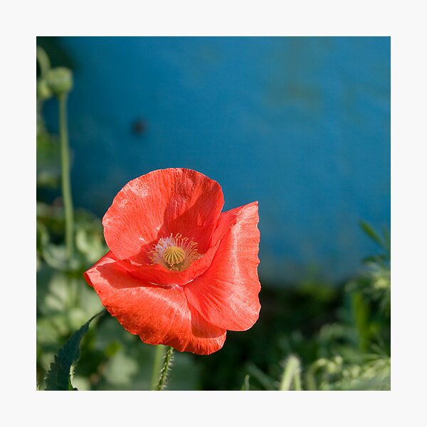 Item preview, poppy designed and sold by hellsbell.