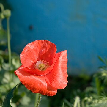Artwork thumbnail, poppy by hellsbell