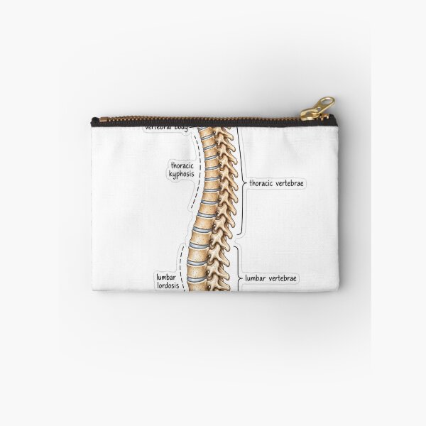 Item preview, Anatomy Vertebral Column Physical Therapy Sticker designed and sold by isokinetic.