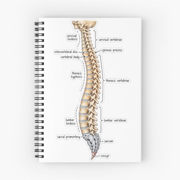 Item preview, Anatomy Vertebral Column Physical Therapy Sticker designed and sold by isokinetic.