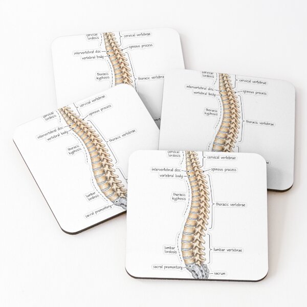 Item preview, Anatomy Vertebral Column Physical Therapy Sticker designed and sold by isokinetic.