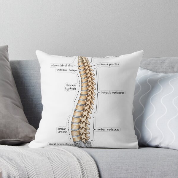 Item preview, Anatomy Vertebral Column Physical Therapy Sticker designed and sold by isokinetic.