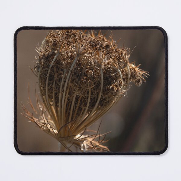 Item preview, Isolated dried wild carrot head with square crop designed and sold by lisavonbiela.