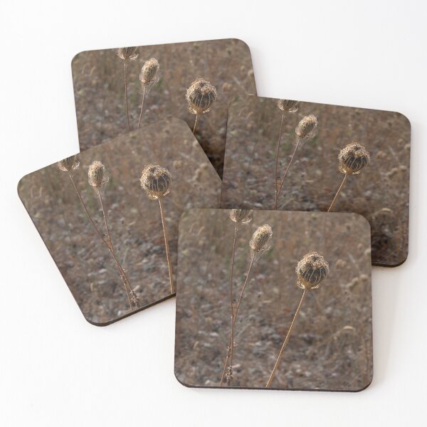 Item preview, Vertical of several dried wild carrot heads in a row designed and sold by lisavonbiela.