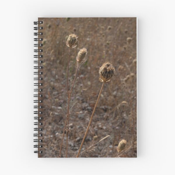 Item preview, Vertical of several dried wild carrot heads in a row designed and sold by lisavonbiela.