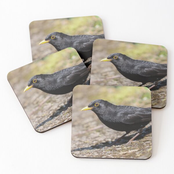 Item preview, Summer blackbird designed and sold by GreyFeatherPhot.
