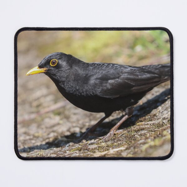 Item preview, Summer blackbird designed and sold by GreyFeatherPhot.